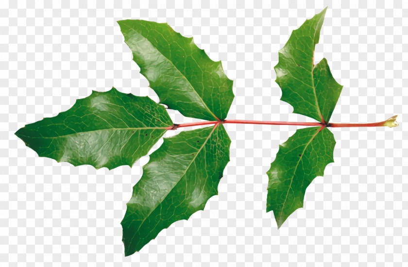 Twig Canoe Birch Holly Christmas PNG