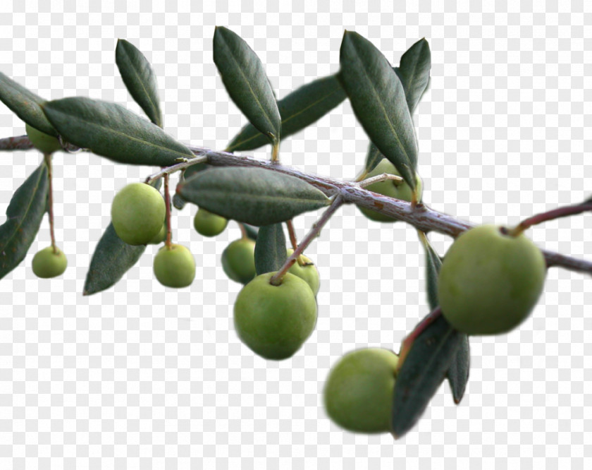 Background Olives Transparent Olive Oil Food Garden PNG