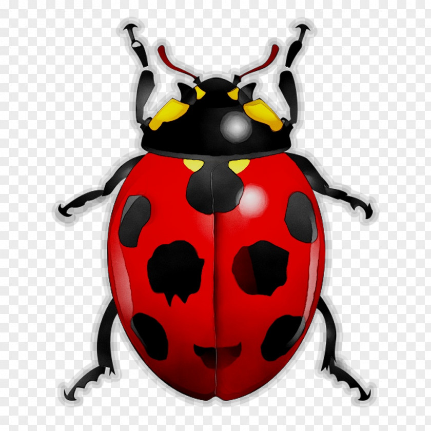 Beetles And Other Insects Ladybird Beetle True Bugs Arthropod PNG