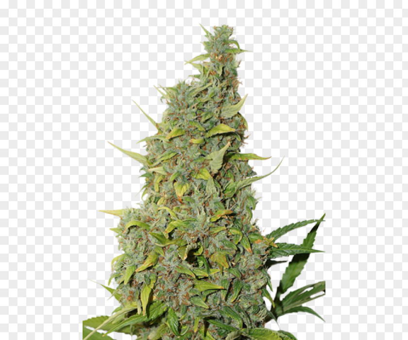 Cannabis White Widow Autoflowering Sativa Marijuana PNG