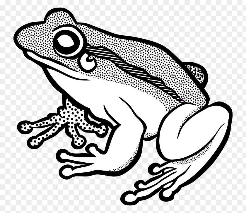 Frog Line Art Clip PNG