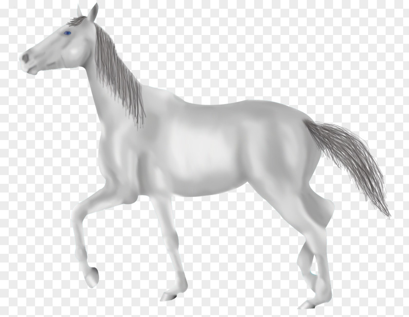 Grey Horse Mane Mustang Foal Mare Stallion PNG
