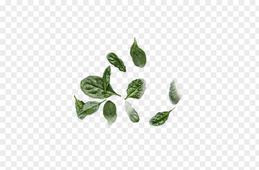 Leaf Herb Plant Stem PNG
