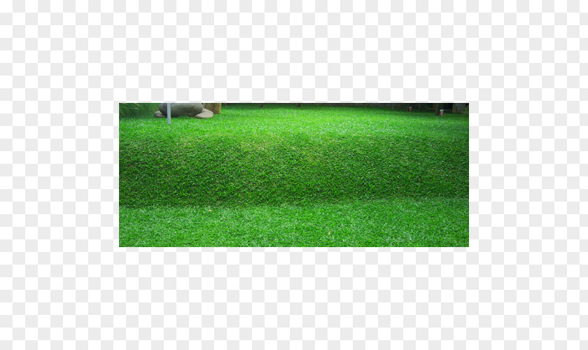 Napier Grass Lawn Benih Seed Scutch PNG