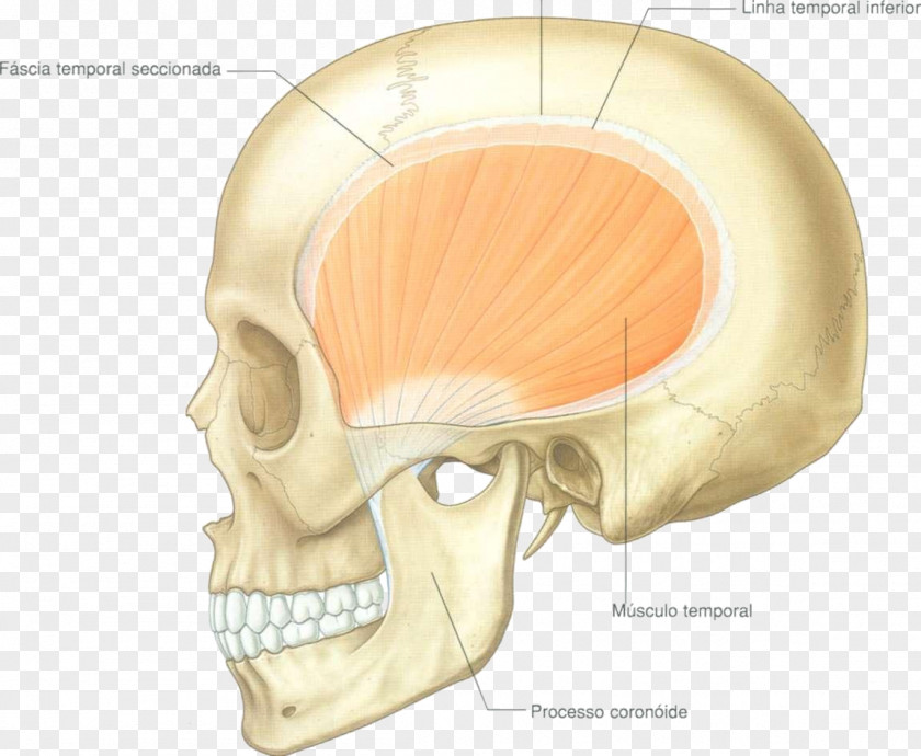 Temporal Muscle Bone Infratemporal Fossa Anatomy PNG