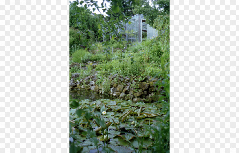 Urban Street Biome Vegetation Shrubland Flora Rainforest PNG