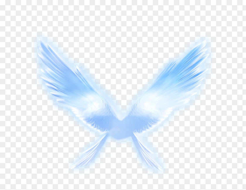 Angel Wings Wing PNG