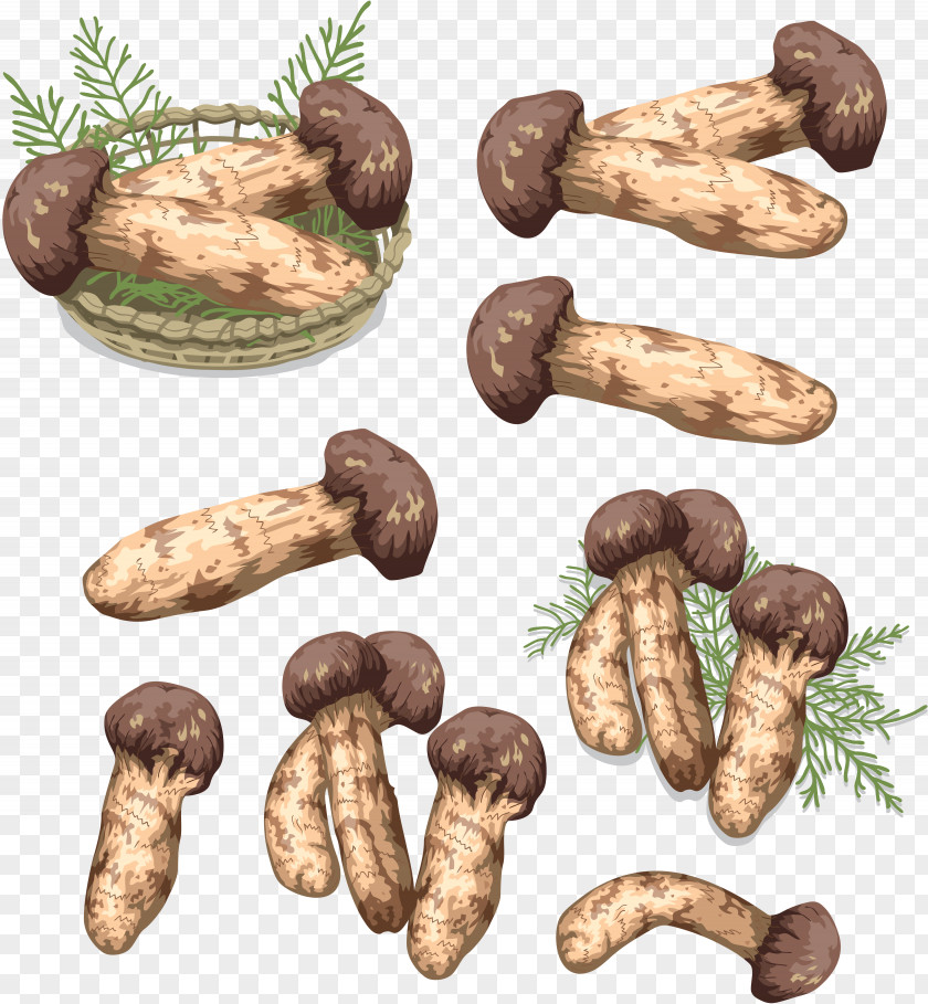 Mushroom Matsutake Fungus Shiitake Tuber PNG