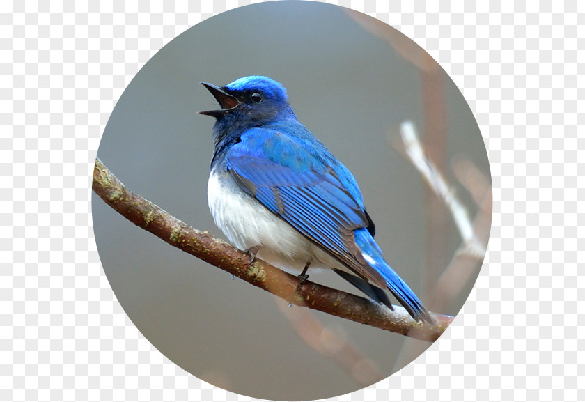 Thiago Alcantara Birdwatching Blue Jay 野鳥 Blue-and-white Flycatcher PNG