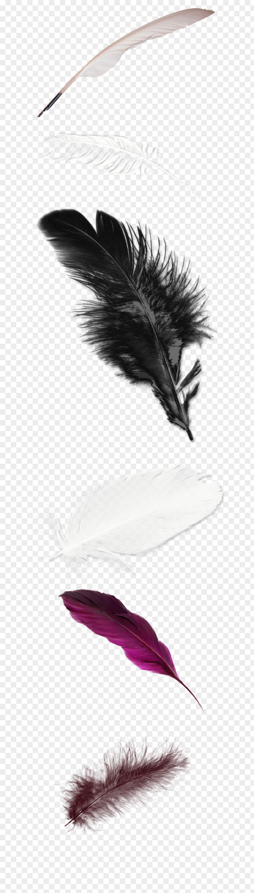 White Feathers Feather PNG