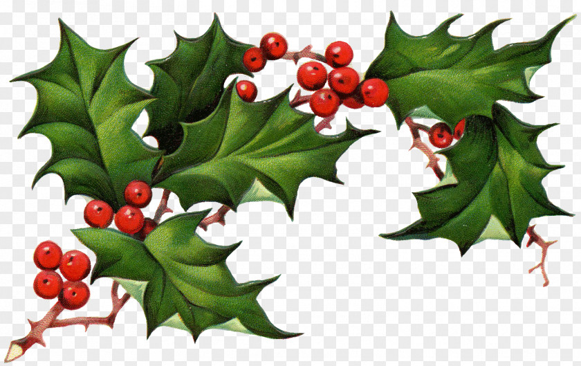 Corner Holly Cliparts Common Christmas Tree Clip Art PNG