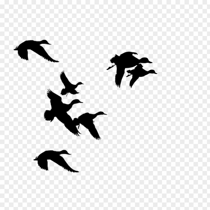 Duck Silhouette Flight Mallard Clip Art PNG