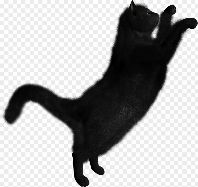 Kitten Clip Art Transparency Black Cat PNG