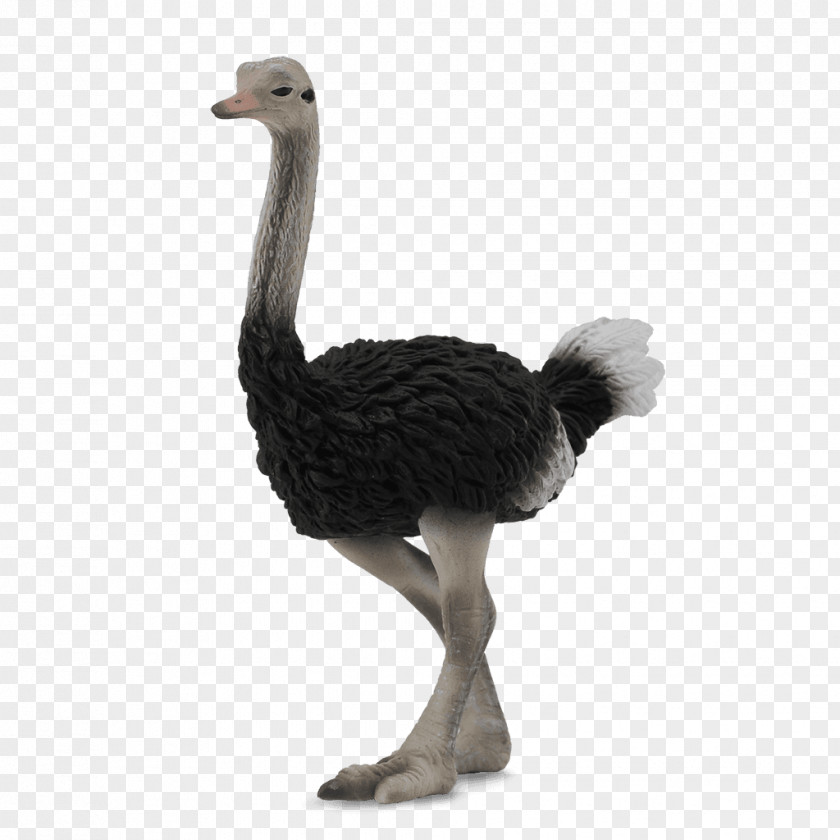 Toy Common Ostrich Collecta Wildlife Figurine Action & Figures PNG