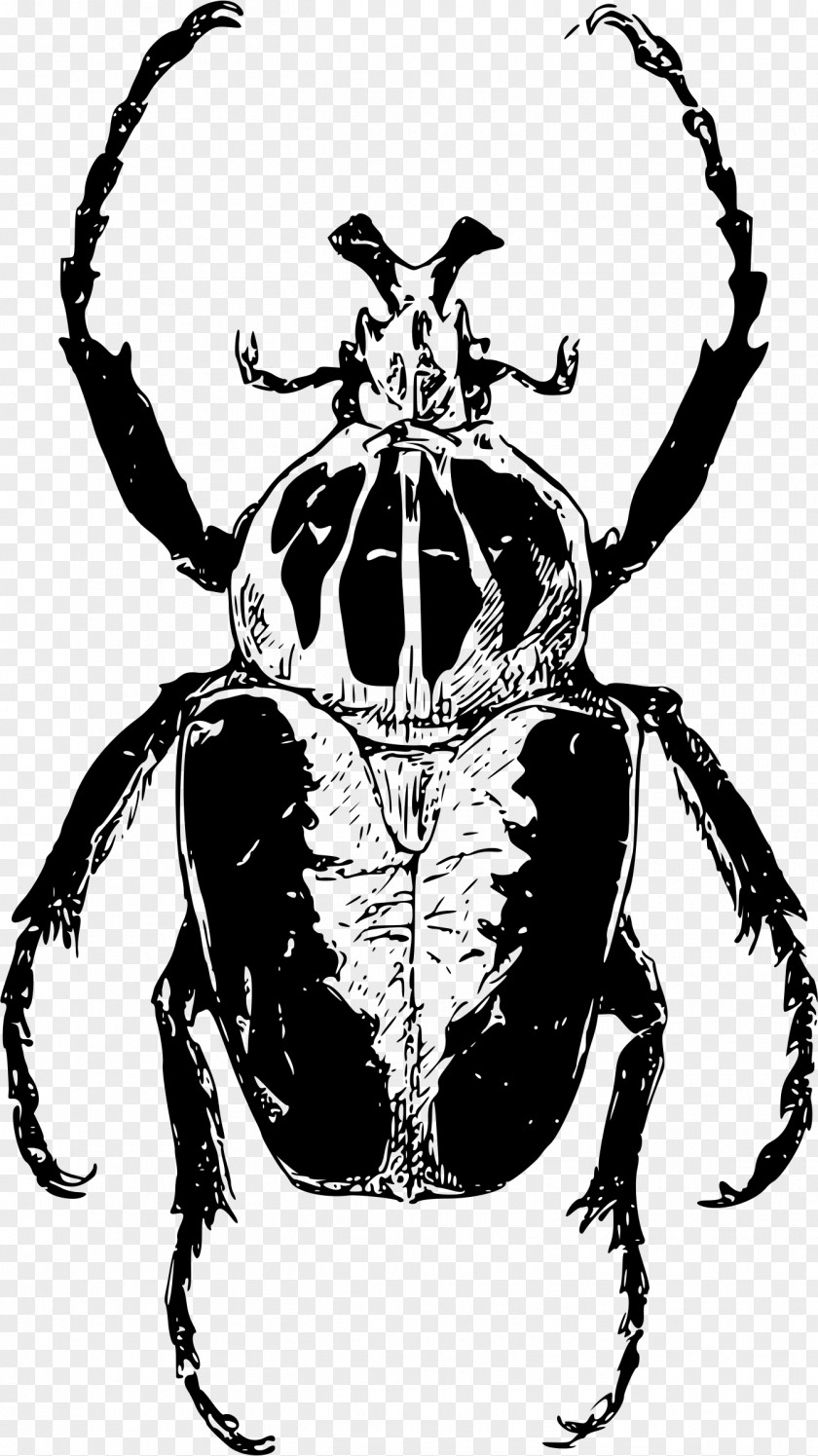 Beetle Atlas Goliathus Clip Art PNG