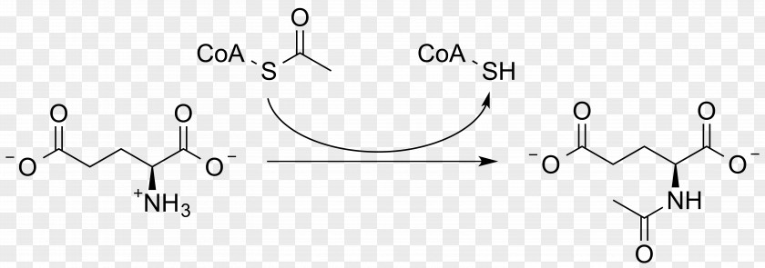 Chemical N-Acetylglutamate Synthase Deficiency N-Acetylglutamic Acid Enzyme PNG