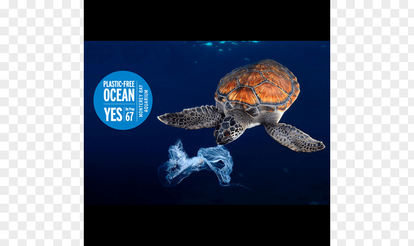 Parking Ban Plastic Bag Sea Turtle Jellyfish PNG