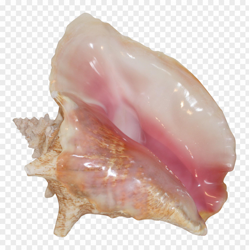 Shells Conch Conchology Seashell Shankha Beach PNG