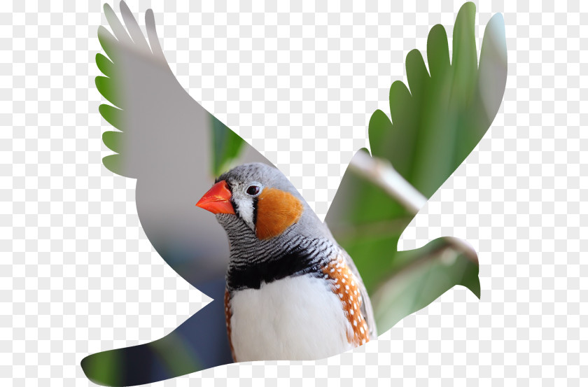Silhouette Columbidae Bird Clip Art PNG