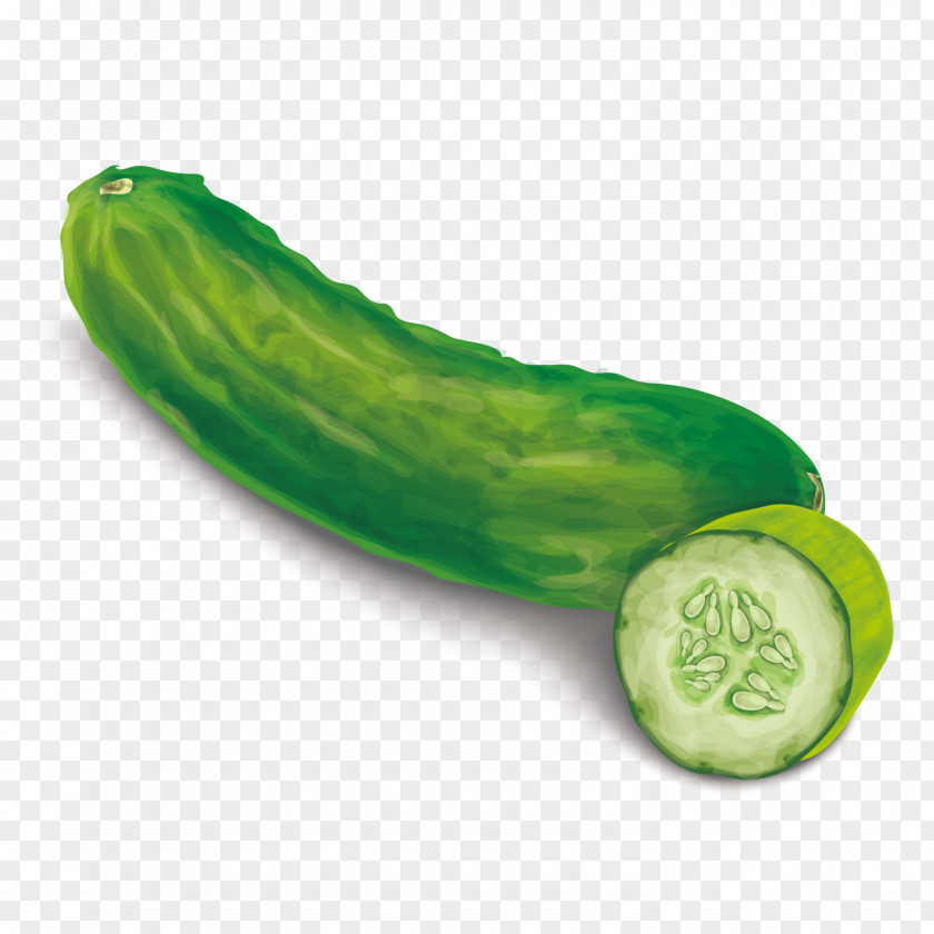 Vector Cucumber Pickled Food Euclidean PNG