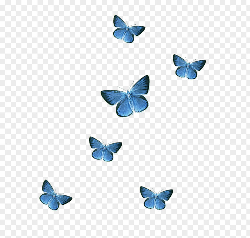 Blue Butterfly Icon PNG