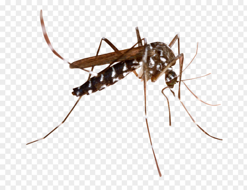 Churchmosque Of Ulcinj Marsh Mosquitoes Malaria Mosquito-borne Disease Mosquito Control PNG