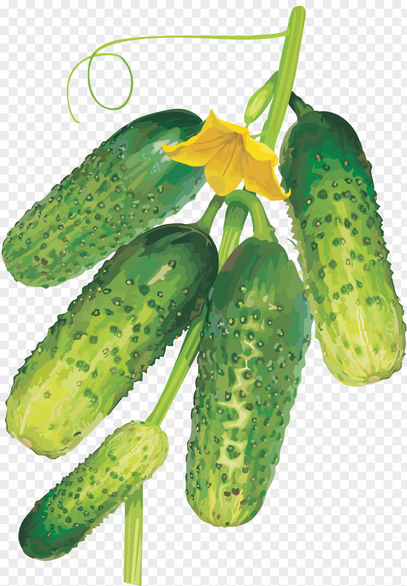 Cucumber Pickled Horned Melon Tomato Muskmelon PNG