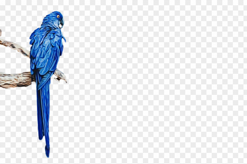 Feather PNG