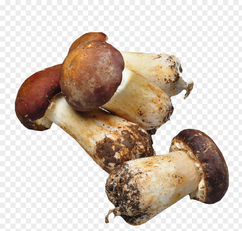Fresh Mushroom Agaricus Blazei Subrufescens Matsutake Fungus PNG