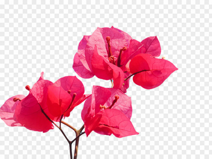 Garden Roses PNG