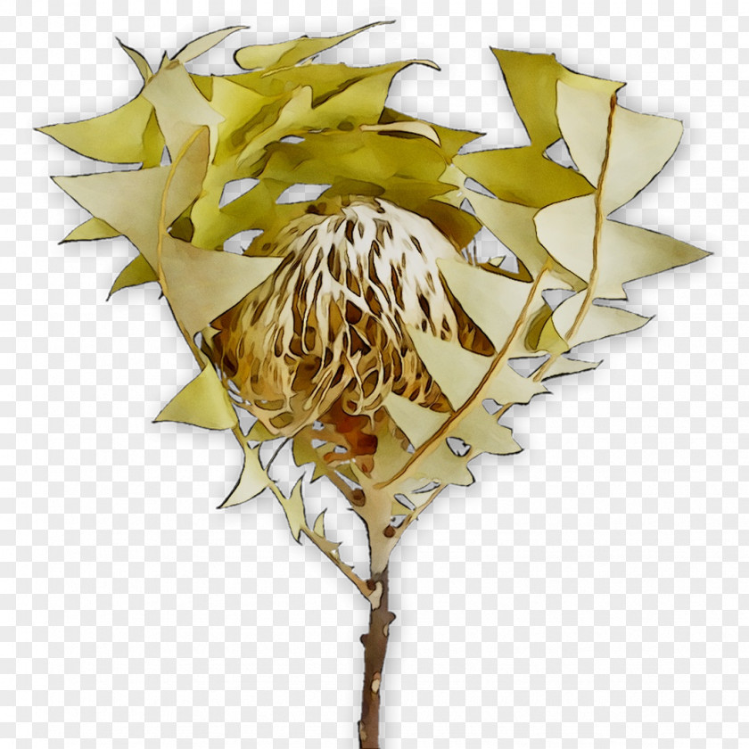 Leaf Flowering Plant Plants PNG