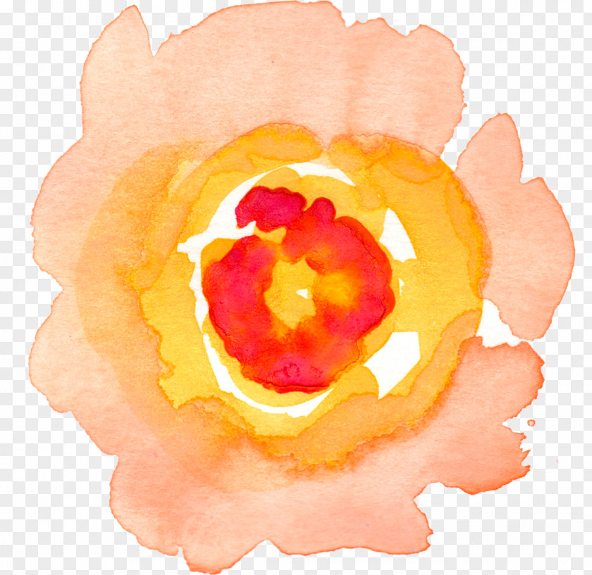 Watercolor Rose Watercolour Flowers Painting Clip Art PNG