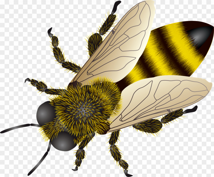 Bee European Dark Insect Clip Art PNG