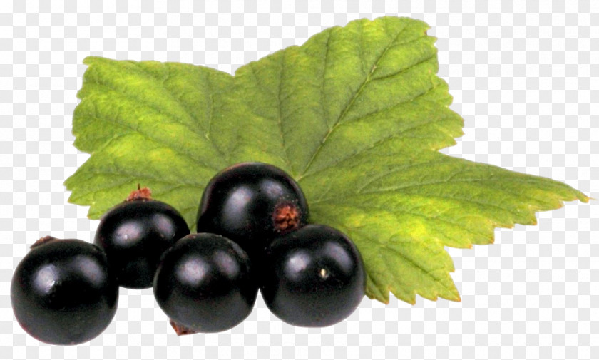 Black Currant With Leaf Blackcurrant Juice Frutti Di Bosco Blueberry Liqueur PNG
