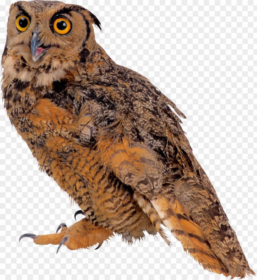 Egyptian Pound Great Grey Owl Bird Eurasian Eagle-owl PNG