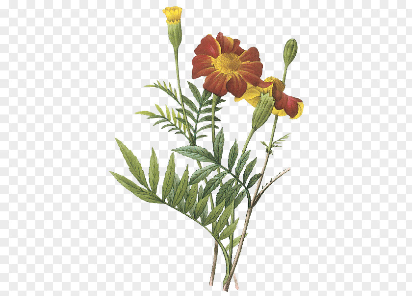 Flower Mexican Marigold Botanical Illustration Marigolds PNG