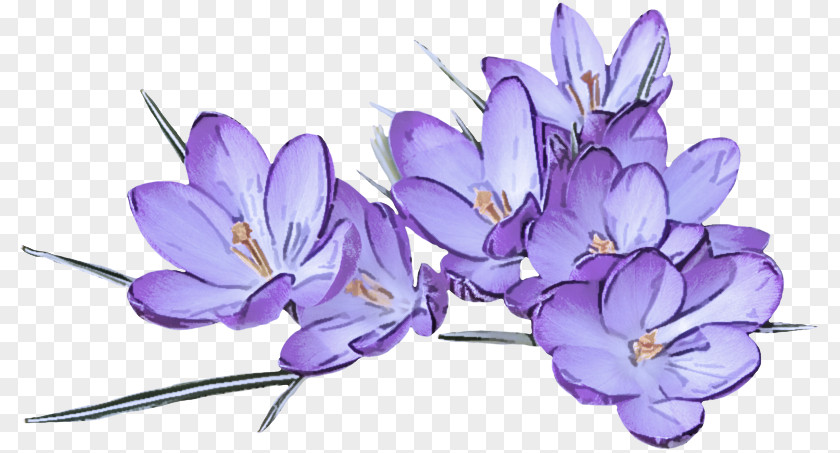Lavender Purple PNG