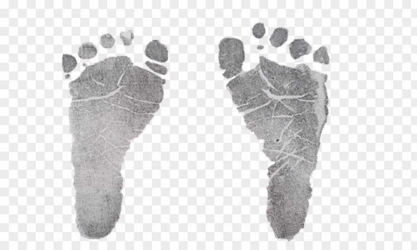 Paw Finger Shoe Organism Product Design PNG