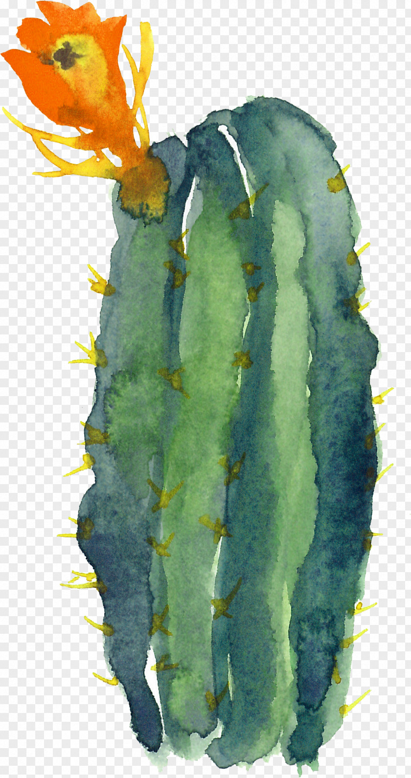 Cactus Cactaceae Modern Watercolor: A Playful And Contemporary Exploration Of Watercolor Painting PNG