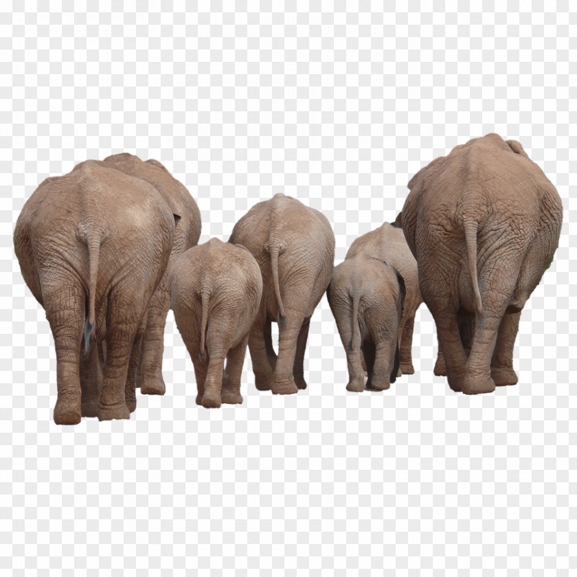 Elephants Back African Bush Elephant Indian Clip Art PNG