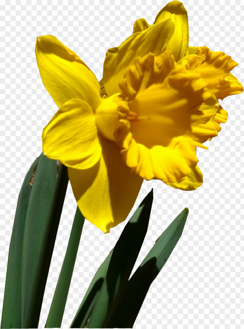 Narcissus Milwaukee Flower Spring Petal Winter PNG