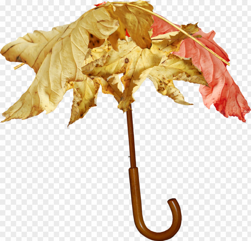 Parasol Umbrella Leaf Clip Art PNG