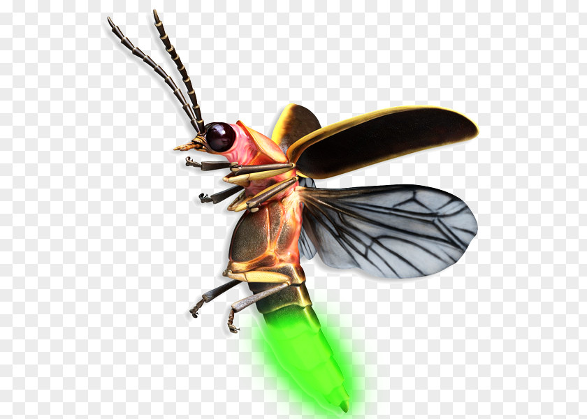 Beetle Firefly Mosquito Drawing PNG