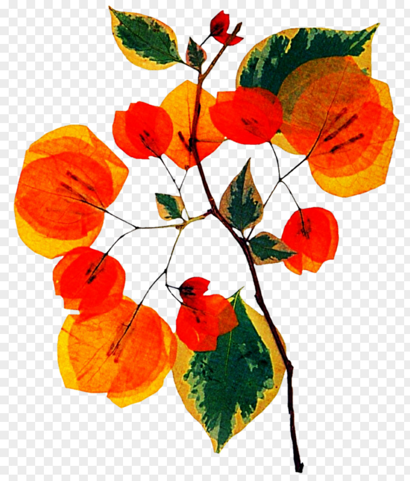 Bougainvillea Flower Plant Clip Art PNG