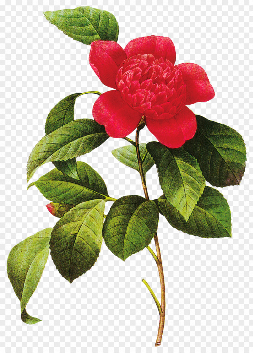 Flowers Choix Des Plus Belles Fleurs Rose Japanese Camellia Printmaking PNG