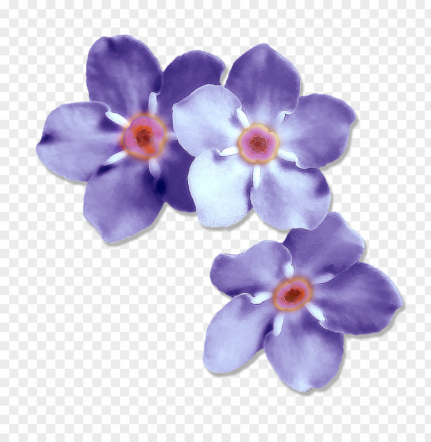 Forget Me Not Borages Moth Orchids PNG