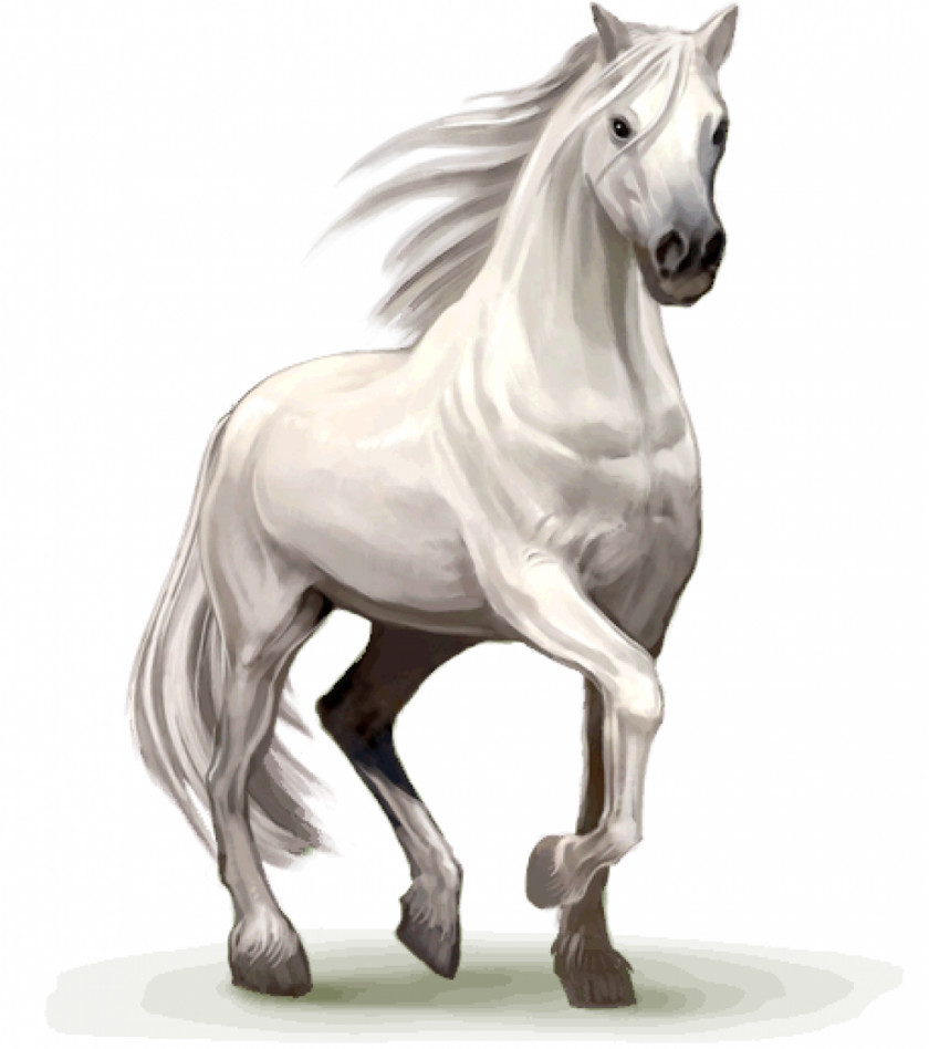 Horse Howrse Stallion Desktop Wallpaper PNG