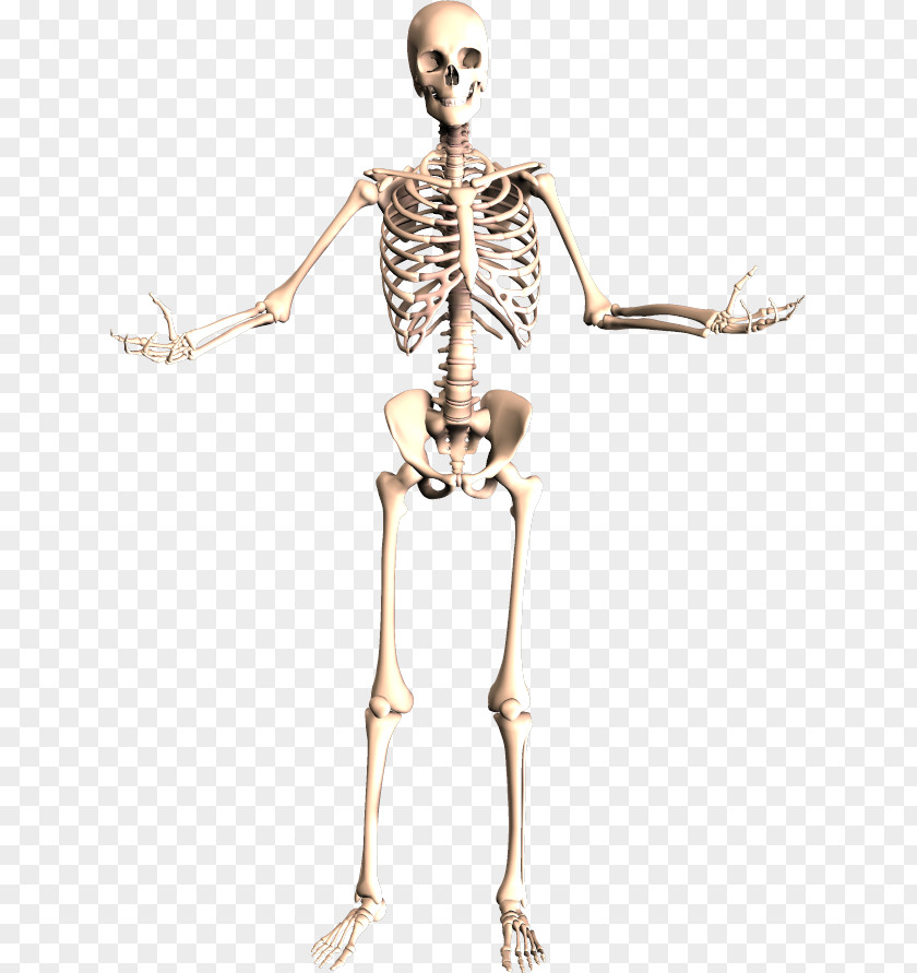 Skeleton The Skeletal System Human Body Anatomy PNG
