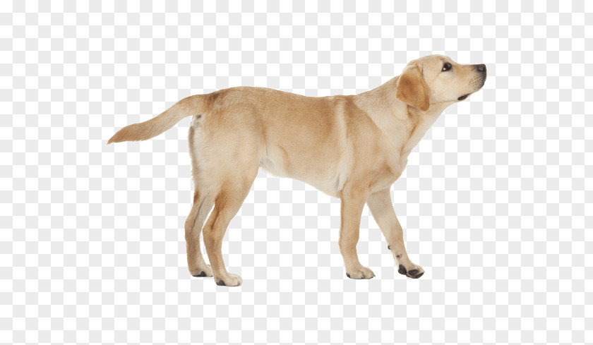 Yellow Lab Labrador Retriever Golden Dog Breed Companion St. John's Water PNG