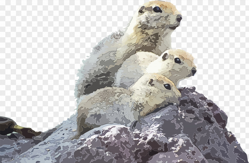 Adaptation Snout Marmot Wildlife Prairie Dog PNG